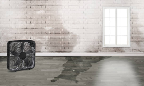 Best Professional water damage repair  in Marcellus, MI